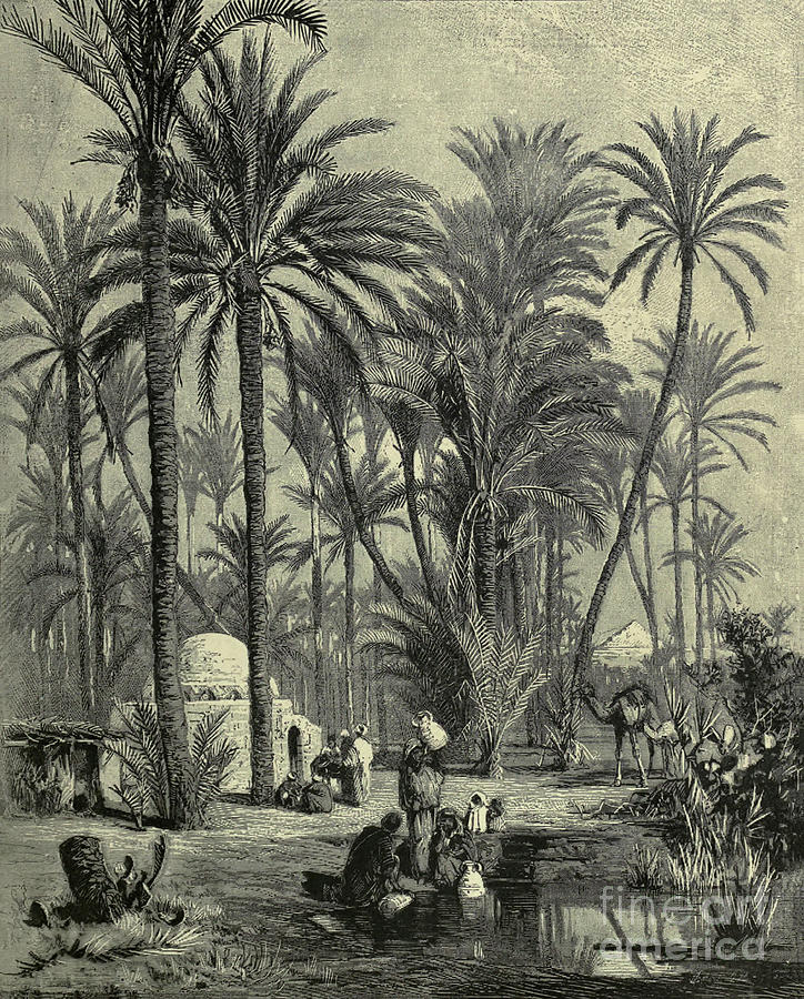 Grove of Palms at Memphis b2 Photograph by Historic illustrations