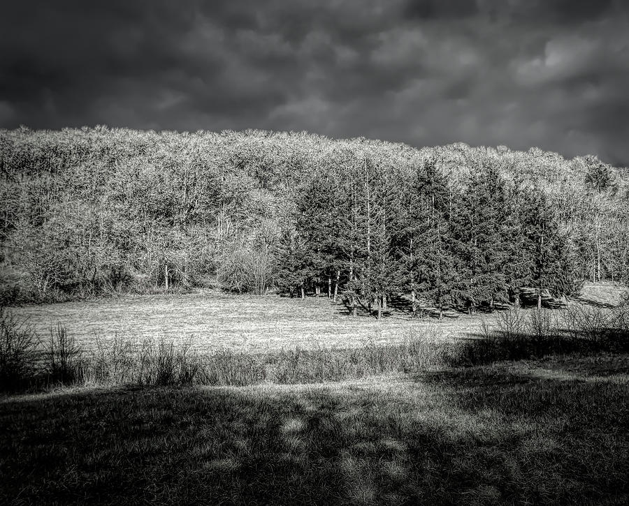 Grove of Trees II BW Photograph by Gerald Mettler | Pixels