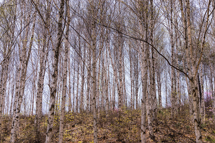 Grove of white birch trees Photograph by Photograph by Kangheewan.