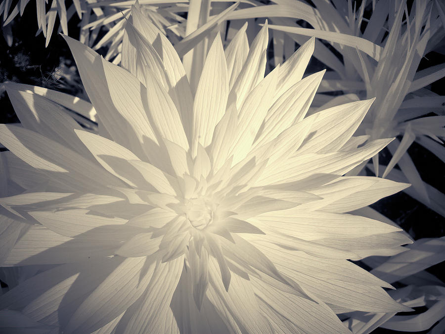 Groving fast. Martagon lily ir-photography Photograph by Jouko Lehto