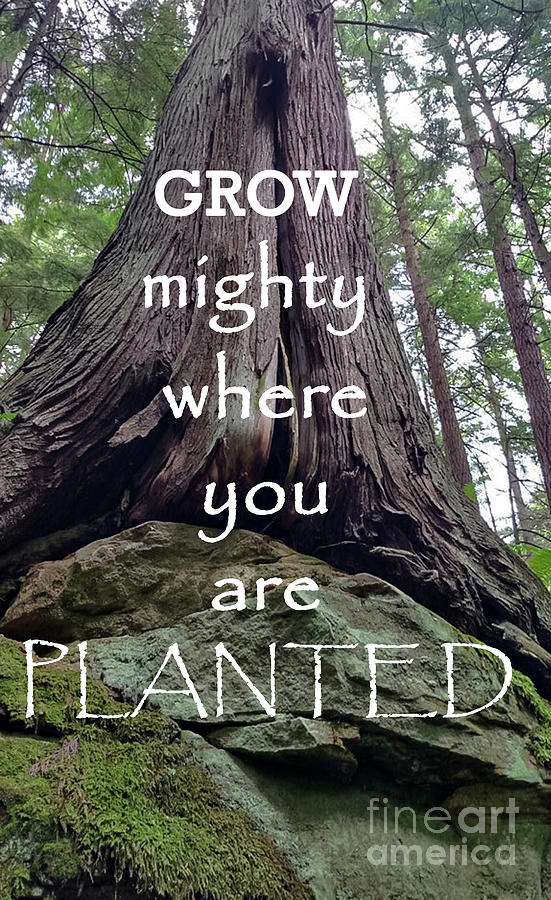 Grow Mighty Photograph by Sharyl Vallone