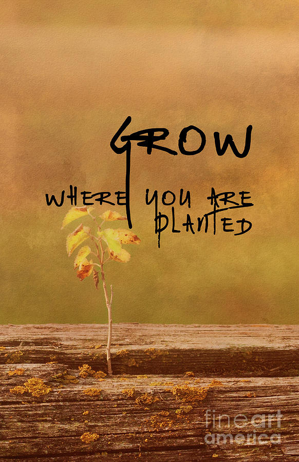 Grow Where You Are Planted Photograph by Pam Holdsworth