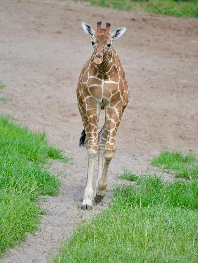 Giraffe Photograph - Grow With Me Baby Giraffe by Richard Bryce and Family