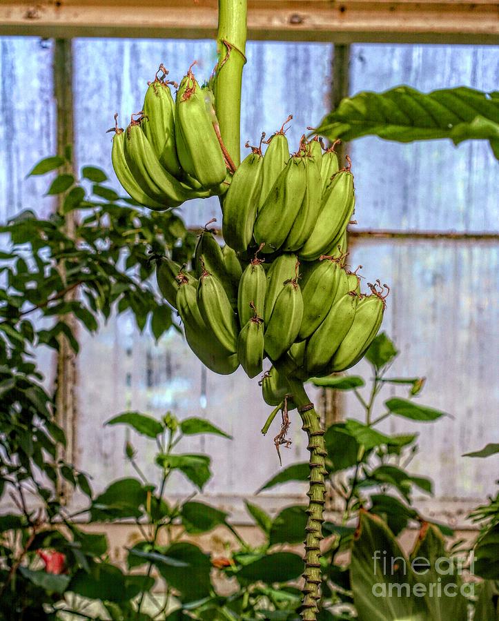 Growing Bananas  Photograph by Karen Silvestri
