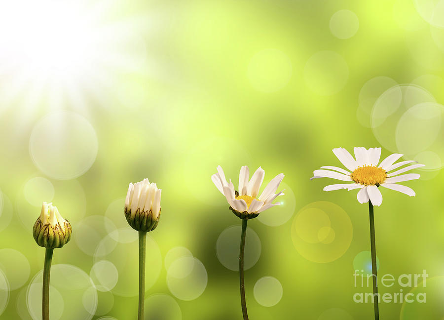 Daisy Photograph - Growing daisy by Delphimages Photo Creations