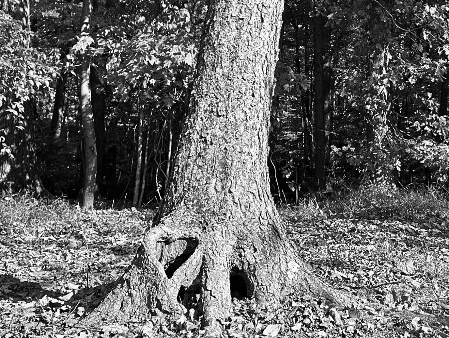 Growing Heart BW Photograph by Lee Darnell
