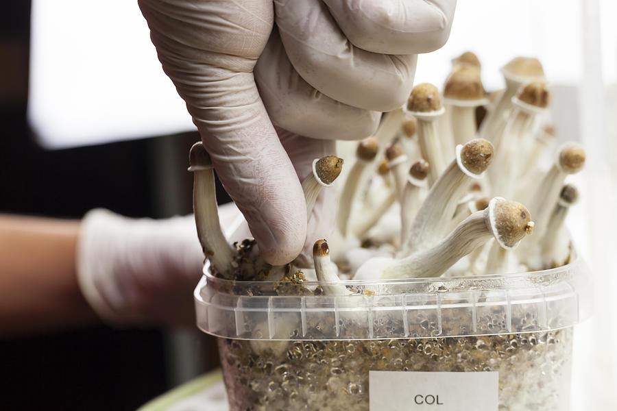 Growing indoor psylocybin psychedelic mushrooms Photograph by Moha El-Jaw