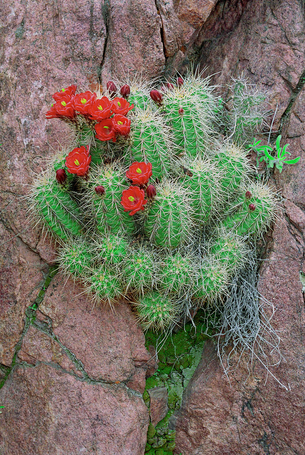 Growing Out Of A Fissure, Claret Cup Cacti, Canyon City, Colorado Photograph by Bijan Pirnia