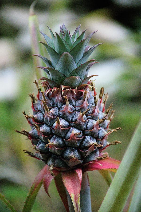 Growing Pineapple Photograph by Christopher Mercer