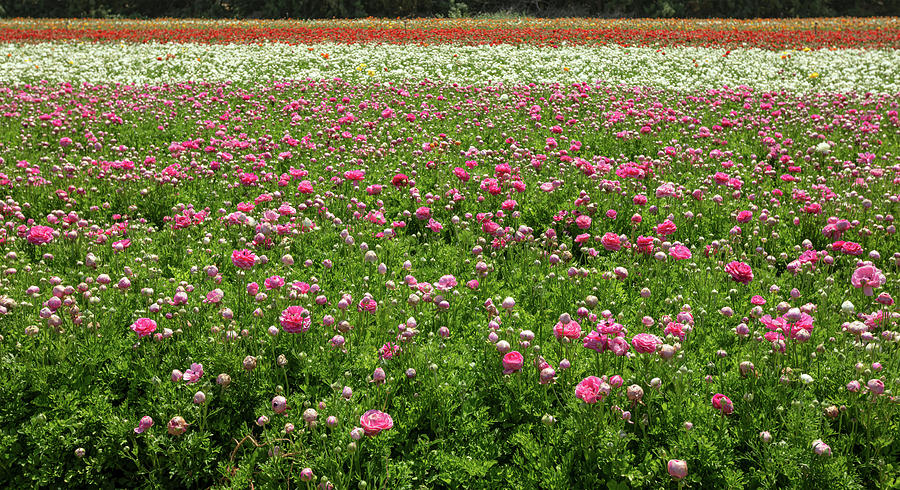 Growing ranunculus flowers for seedlings in Israel Photograph by Lidiya ...