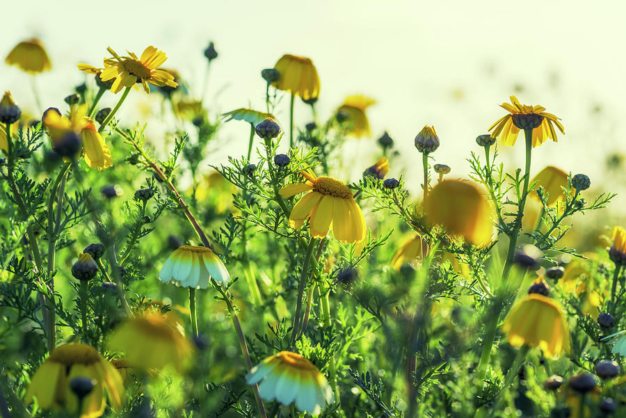 Growing Up Happy Wildflowers Photograph by Joseph S Giacalone