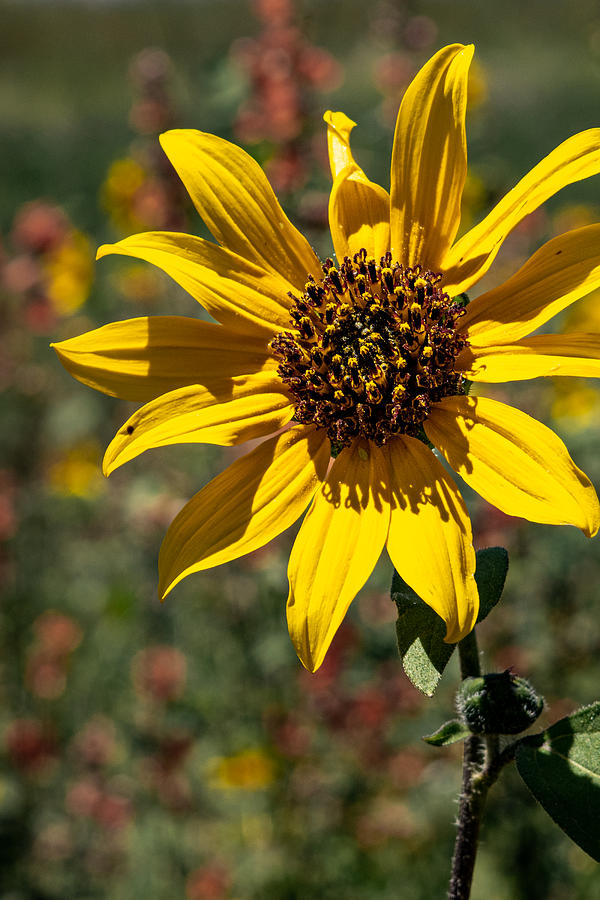 Sunflower Photograph - Growing Wild by Bonny Puckett