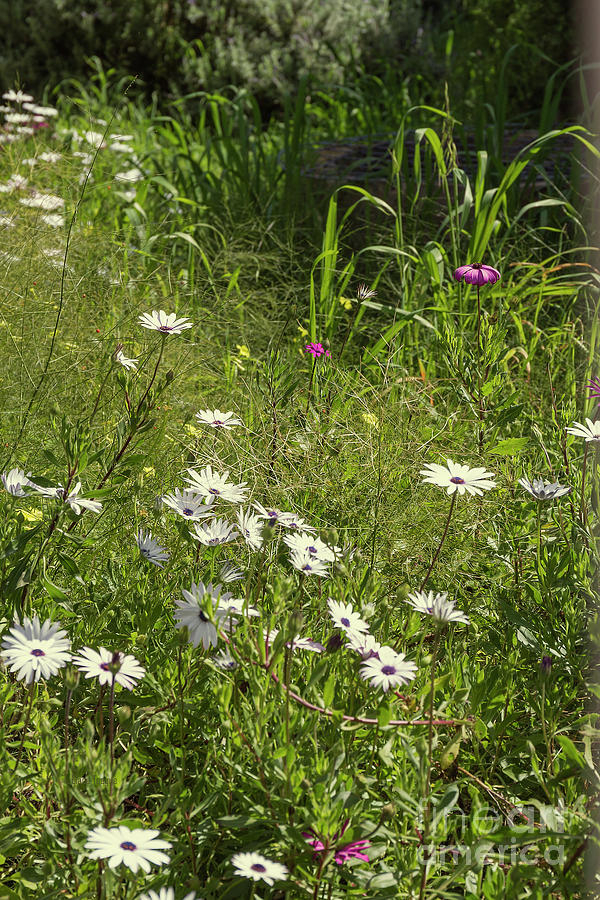Growing Wild in York Photograph by Elaine Teague