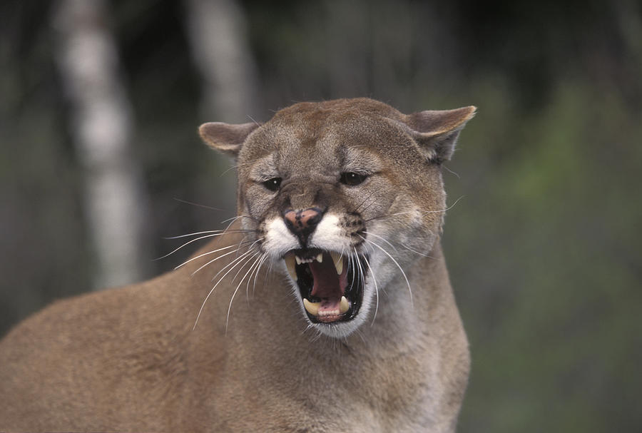 Growling mountain lion Photograph by James Gritz