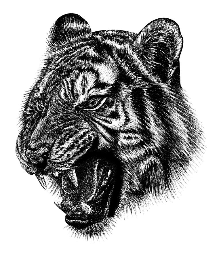 roaring tiger outline