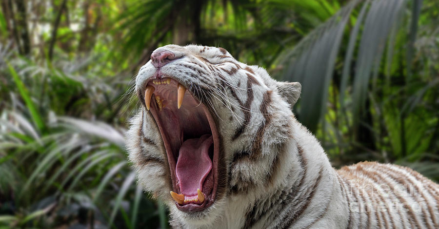 Growling White Tiger Photograph by Arterra Picture Library