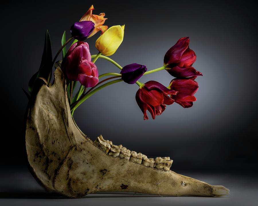 Growth - a study in flowers and bone. Photograph by Art Whitton