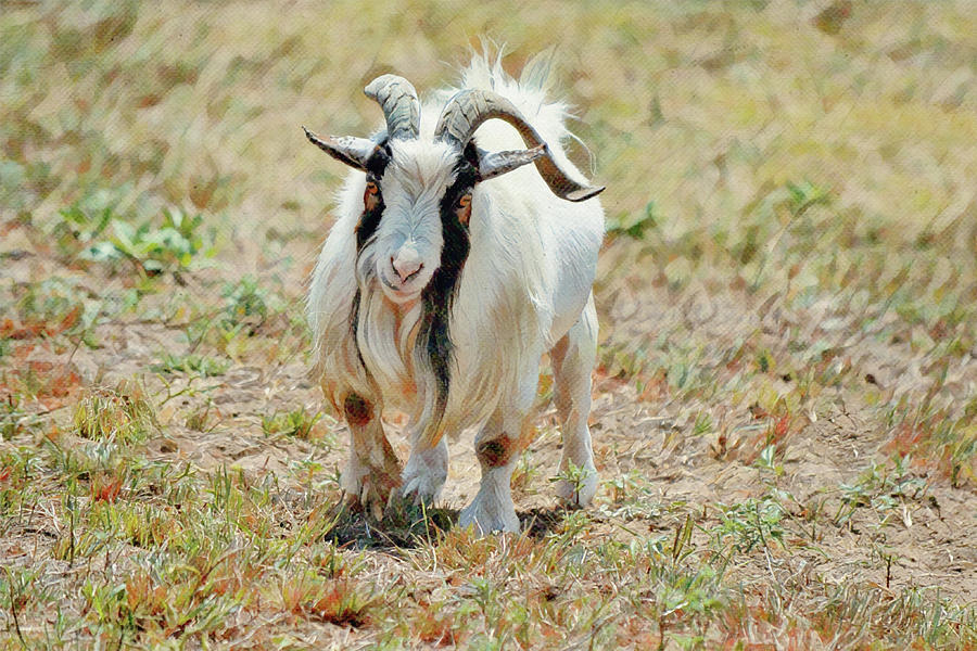 Gruff Billy Goat Digital Art by Gaby Ethington