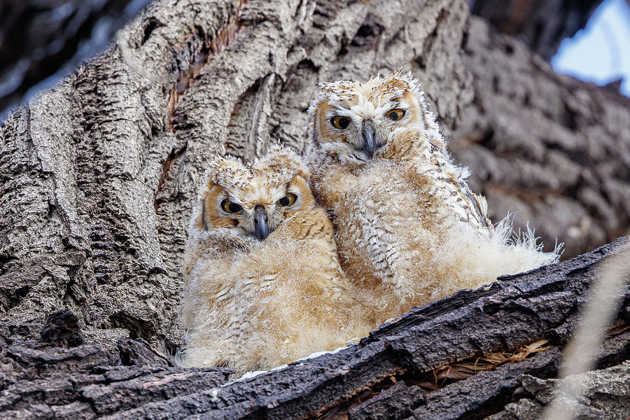 Grump Great Horned Owl Owlets Photograph By Tony Hake - Fine Art America