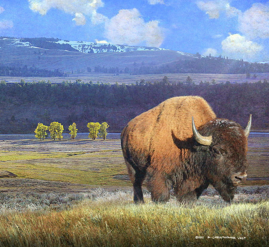 Yellowstone National Park Photograph - Grumpy Bison by R christopher Vest