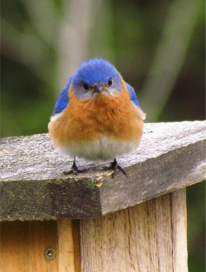 Grumpy Bluebird Original photograph Canvas Painting by Griffiths Gray ...