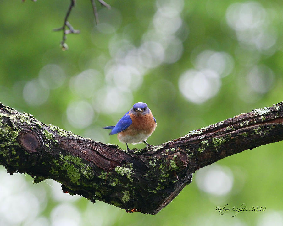 Grumpy Bluebird Photograph by Robyn Lafata | Fine Art America