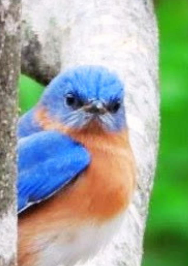 Grumpy Bluebird Photograph by Valerie Watters-Burke | Pixels