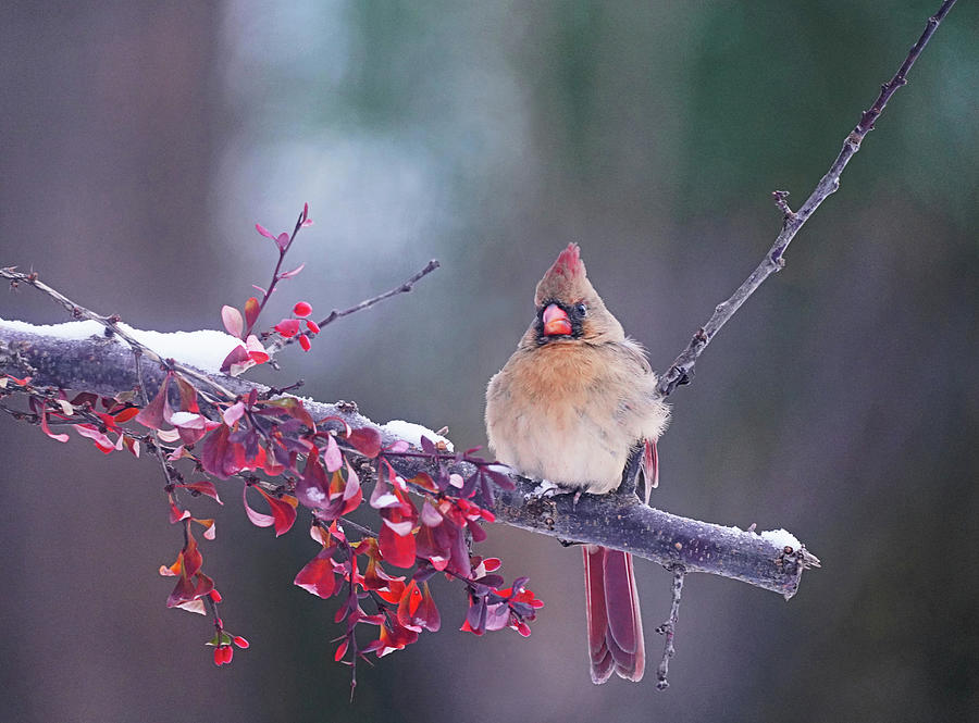 Grumpy Cardinal Female on Snowy Day Photograph by Dennis Cox Photo Explorer