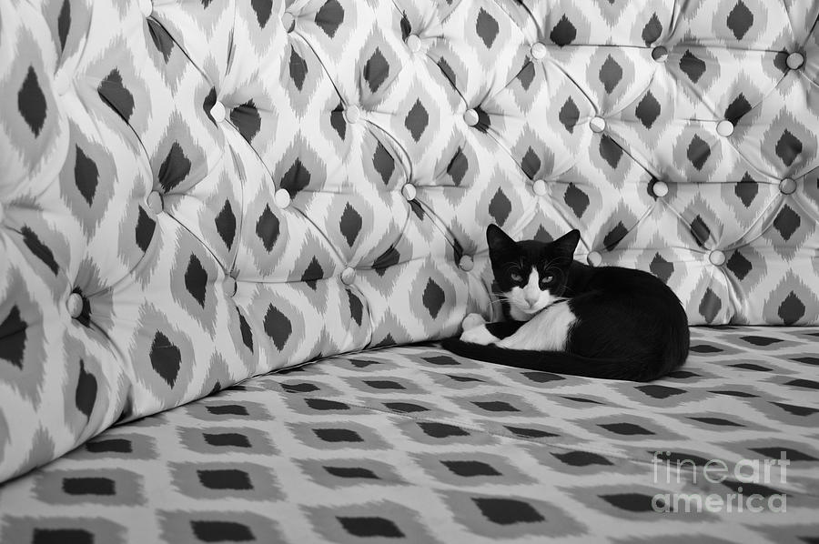 Grumpy cat in pattern - Black and White Photograph by Yavor Mihaylov