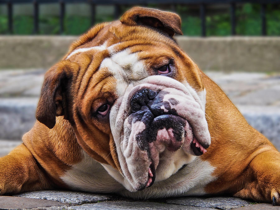 Grumpy Dog Bulldog Photograph by Louise Tanguay