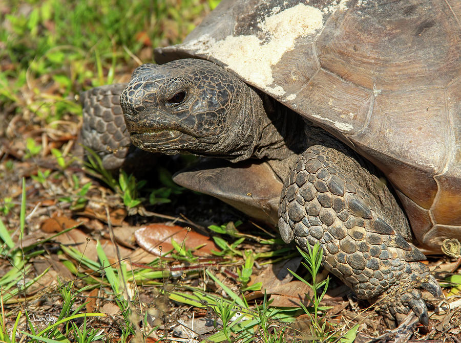 Grumpy Faced Tortoise Photograph by Brian Jay - Pixels