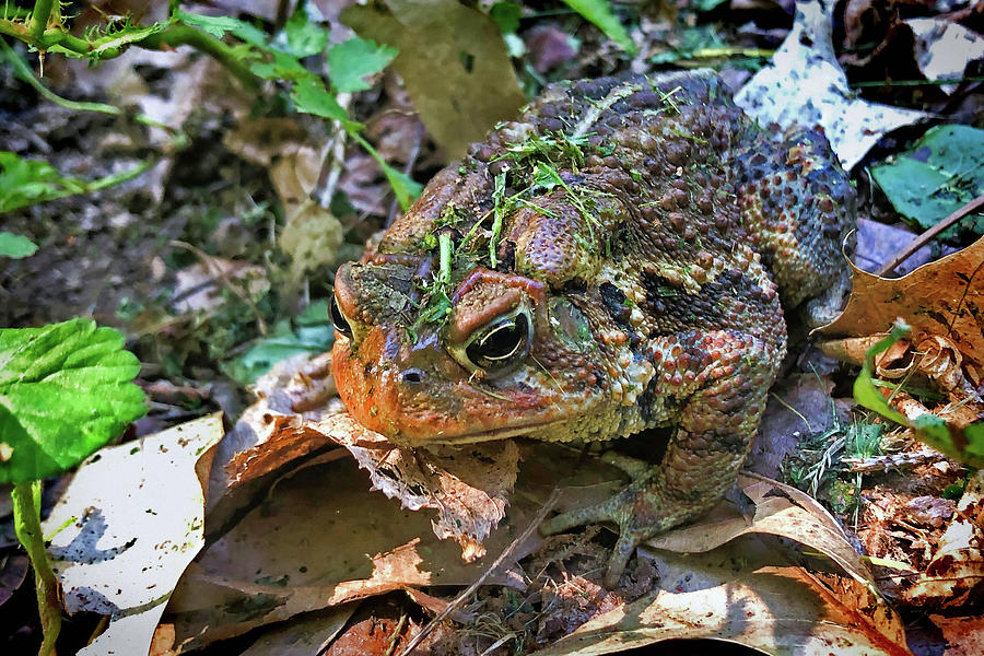 Grumpy Fowlers Toad Photograph by Susan Maxwell Schmidt