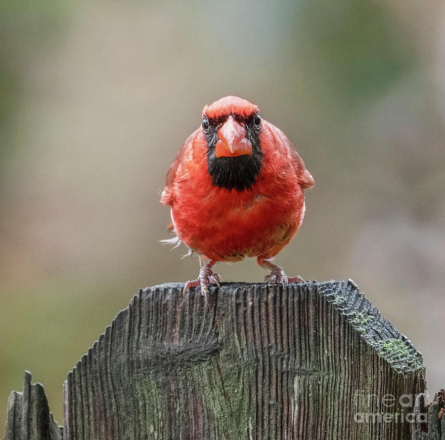 Grumpy Male Red Northern Cardinal Photograph by Sandra Rust