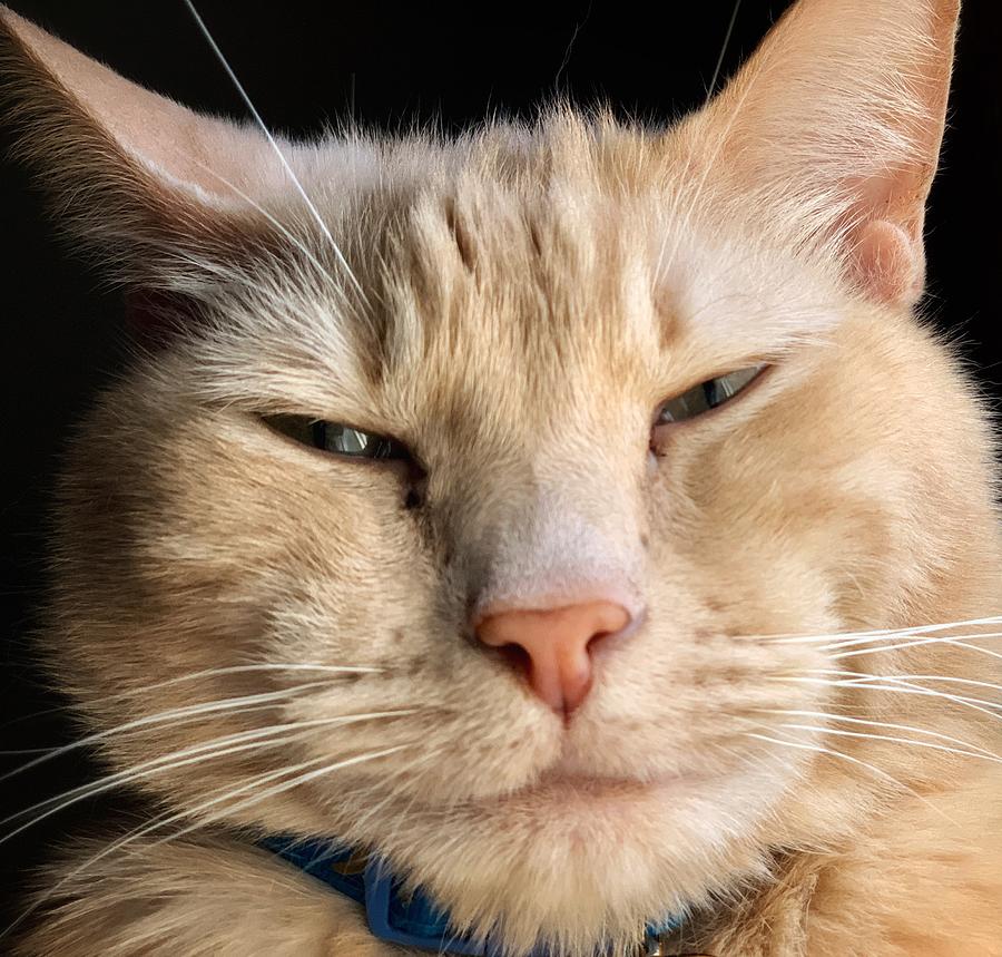 Grumpy Simba Photograph by Brian Hickman - Fine Art America