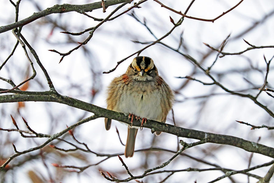 Grumpy Sparrow Photograph by Debbie Oppermann