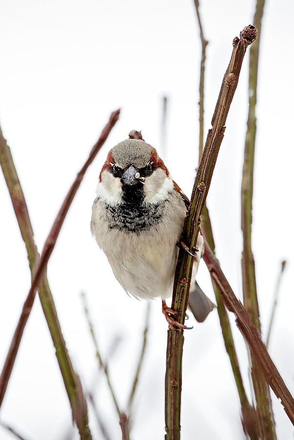 Grumpy Sparrow Photograph by Deborah Penland