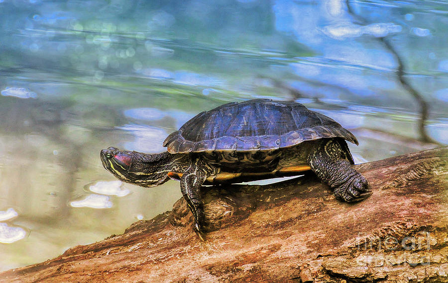 Grumpy Turtle Photograph by Elaine Manley - Fine Art America