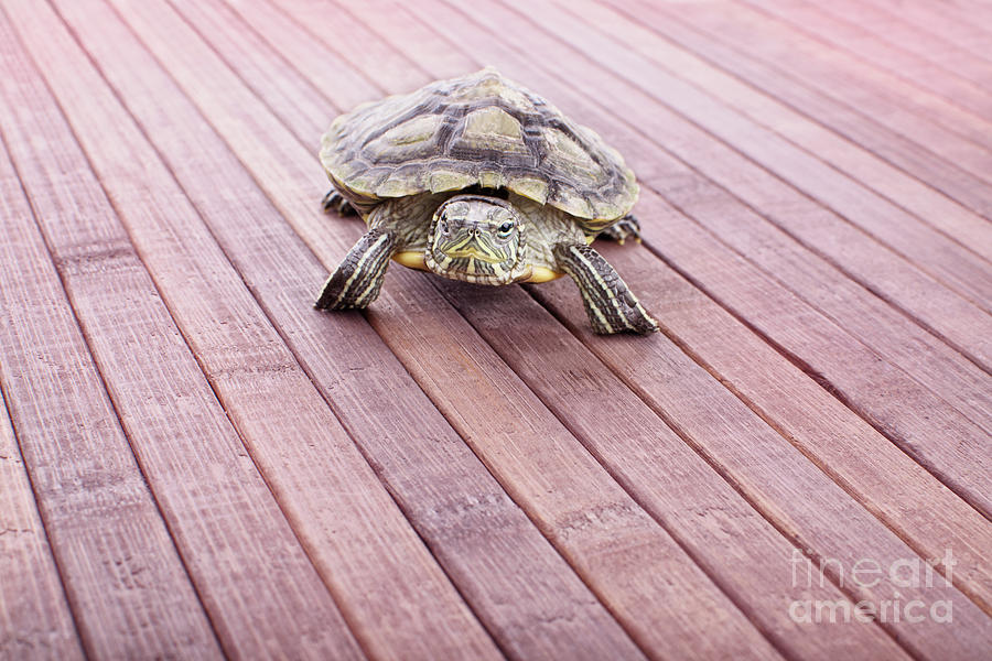 Grumpy turtle Photograph by Mendelex Photography