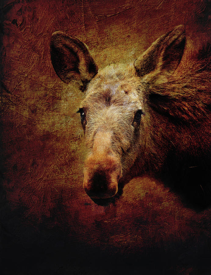 Grunge Moose Head Mixed Media by Dan Sproul