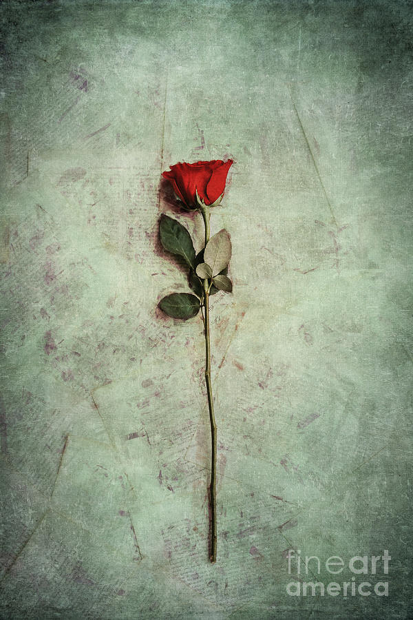 Grunge Rose And Papers Digital Art by Phil Perkins