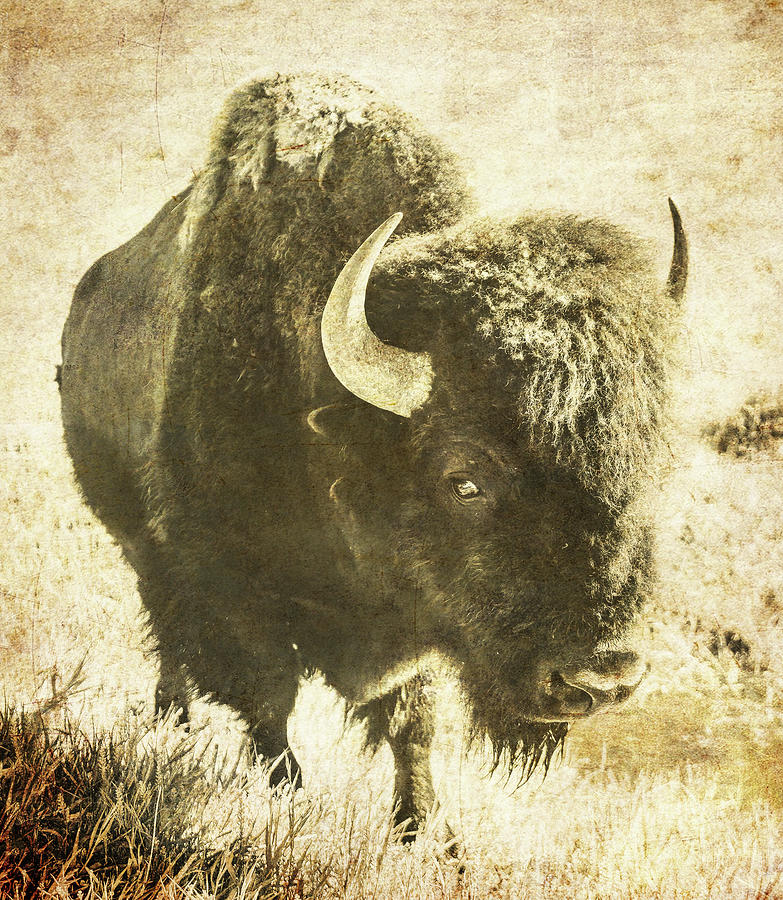 Grunge Style Bison Photograph by Dan Sproul