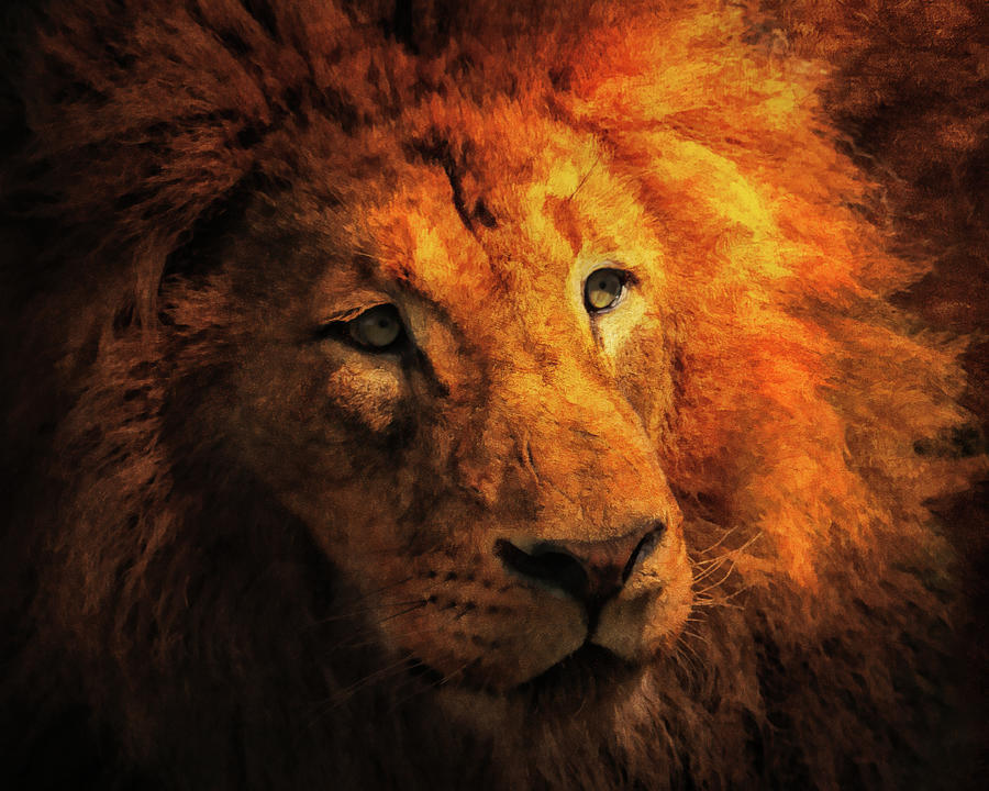 Grunge Style Lion Portrait Mixed Media by Dan Sproul - Fine Art America