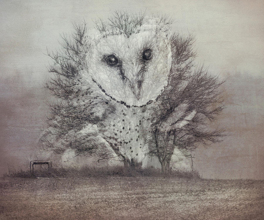 Grunge Style Textured Barn Owl Photograph by Dan Sproul