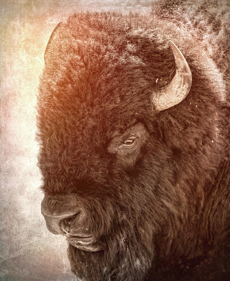 Grunge Textured Bison Portrait Photograph by Dan Sproul