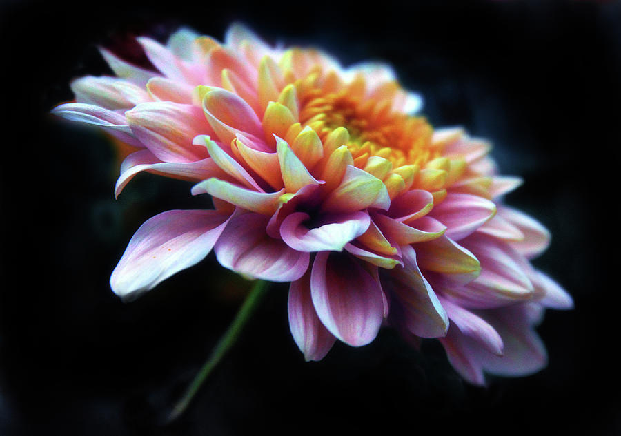 Chrysanthemum Glow Photograph by Jessica Jenney