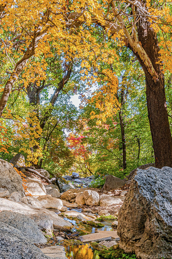Guadalupe Fall Colors Photograph by Erin K Images