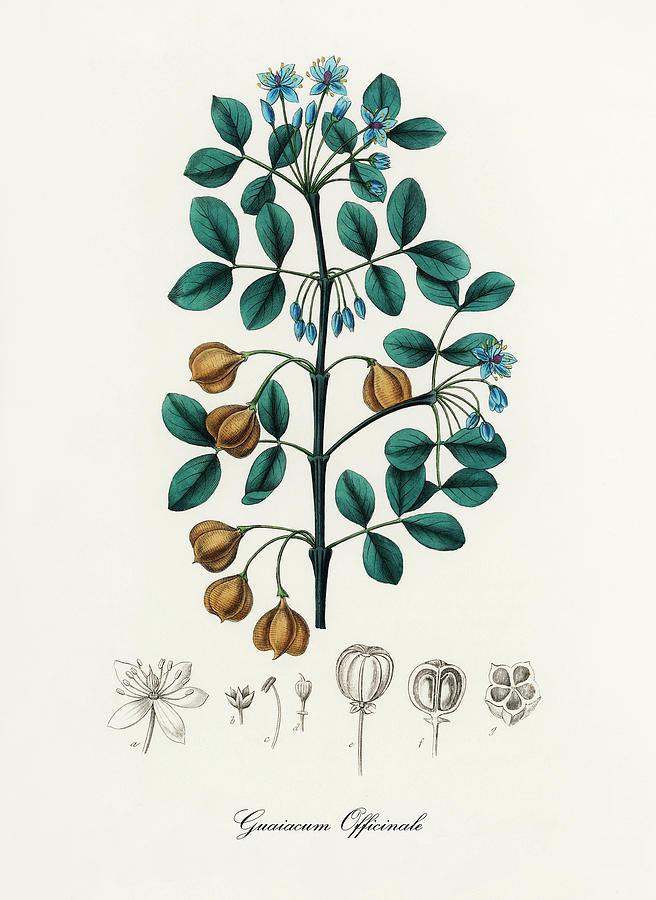 Nature Digital Art - Guaiacum officinale - Guaiacwood - Medical Botany - Vintage Botanical Illustration by Studio Grafiikka