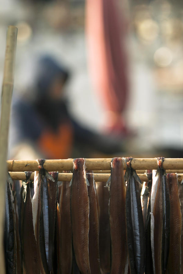 Guamegi(half dried saury) Photograph by Jong heung lee