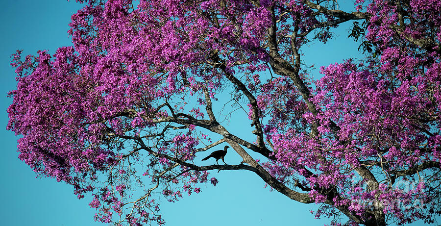 Guan in a Pink Trumpet Tree Photograph by Patrick Nowotny