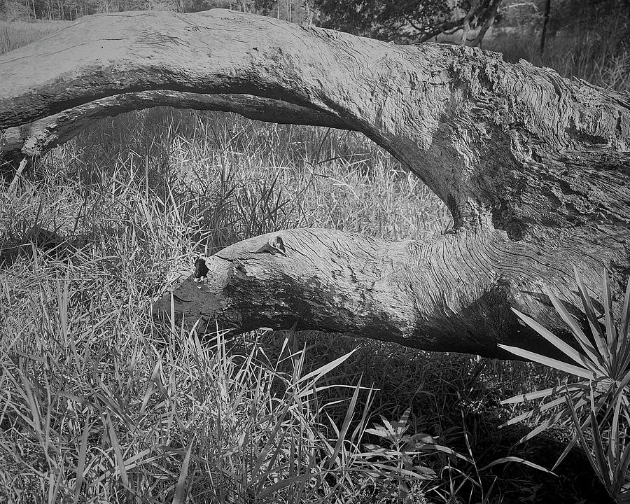 Guana River- Fallen Tree Photograph by John Simmons